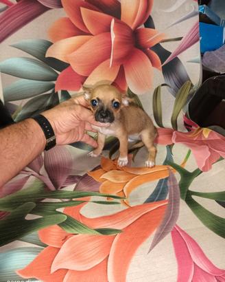 Cuccioli di chiwawa ciwawaToy