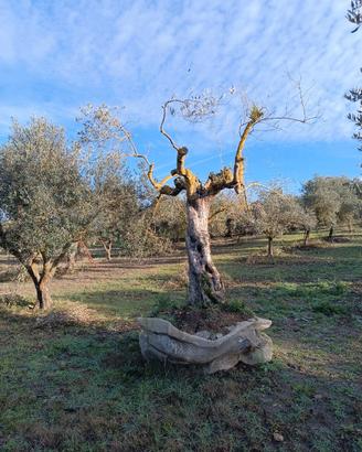 Alberi di ulivo