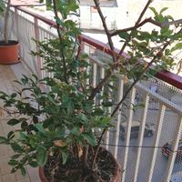 Limone pianta albero cm 180 vaso