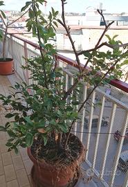 Limone pianta albero cm 180 vaso
