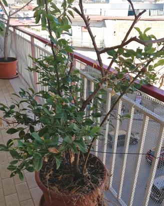 Limone pianta albero cm 180 vaso