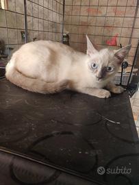 Dea gattina 3 mesi