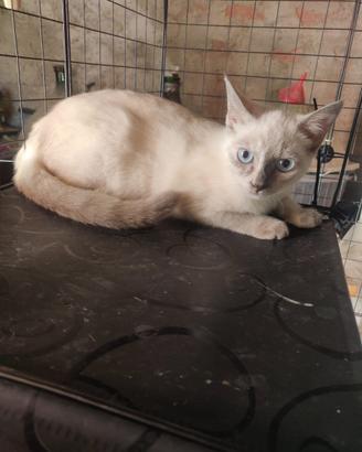 Dea gattina 3 mesi
