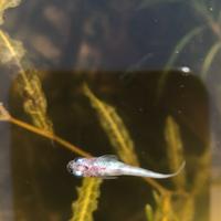 Medaka (Oryzias latipes)