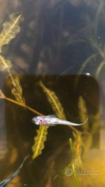 Medaka (Oryzias latipes)