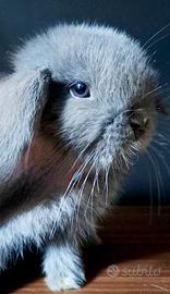 Minilop blu occhi grigio blu