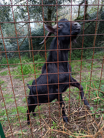 Becco murciano adulto