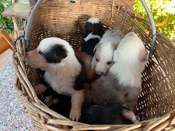 Cuccioli di pastore australiano