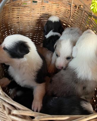 Cuccioli di pastore australiano