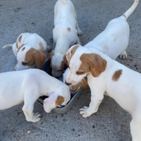 Cuccioli di segugio istriano