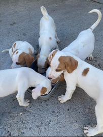 Cuccioli di segugio istriano