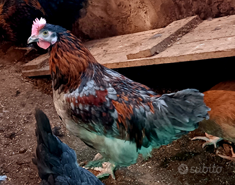 Galletto Marans