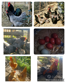 Eggs Galline razze pesanti