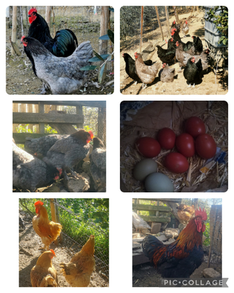 Eggs Galline razze pesanti