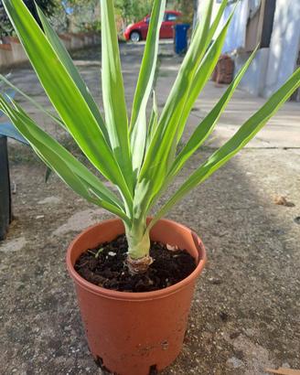 Yucca