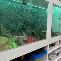 Terrario artigianale su misura