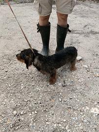 Bassotto tedesco maschio pronta caccia a cinghiale