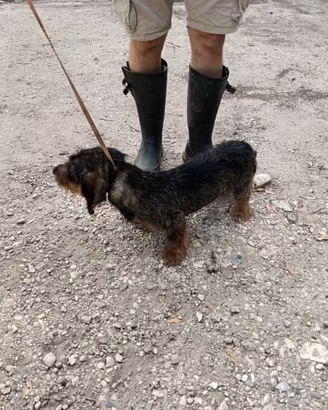 Bassotto tedesco maschio pronta caccia a cinghiale