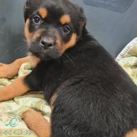 4 CUCCIOLI mix ROTTWEILER. Dolcissimi