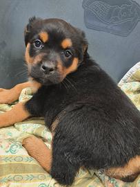 4 CUCCIOLI mix ROTTWEILER. Dolcissimi