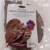 Foglie di Catappa giganti