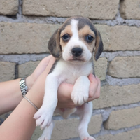 Cuccioli Beagle