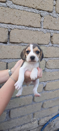 Cuccioli Beagle