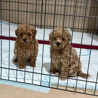 Cuccioli Barboncino Toy Pedigree Enci