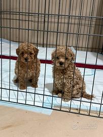 Cuccioli Barboncino Toy Pedigree Enci