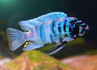 Ciclidi Malawi Pesci Metriaclima Masinje