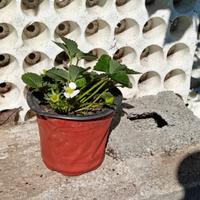 piantine di fragole in vaso