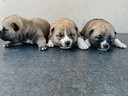 shiba-inu-con-pedigree-enci