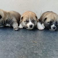 SHIBA Inu con pedigree ENCI