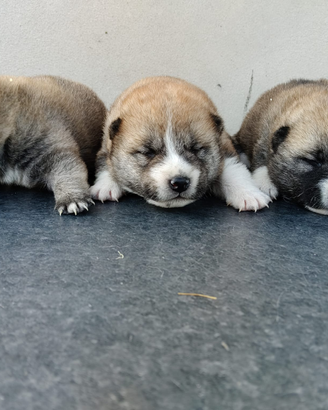 SHIBA Inu con pedigree ENCI