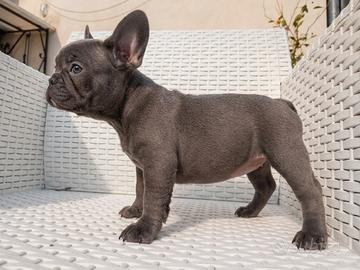 Cucciola bulldog francese esotico- blu