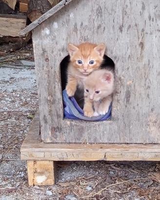 Gattini di due mesi