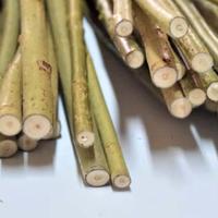 MAZZI DI SALICE VIMINI DA INTRECCIO