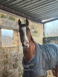 Cavallo