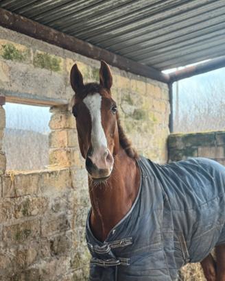 Cavallo