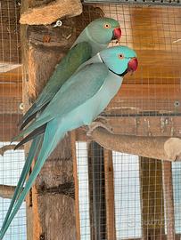 Coppia parrocchetti dal collare