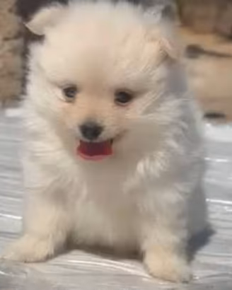 Volpini spitz cuccioli
