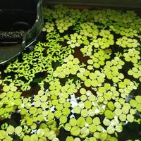 Piante galleggianti - Salvinia - Lemna Minor