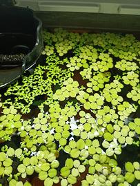 Piante galleggianti - Salvinia - Lemna Minor