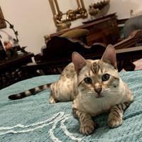 Maschio Bengala Snow Lynx Point