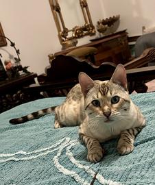 Maschio Bengala Snow Lynx Point