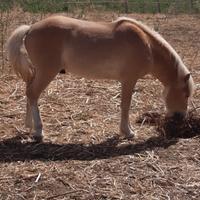 Cavallo haflinger