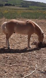 Cavallo haflinger