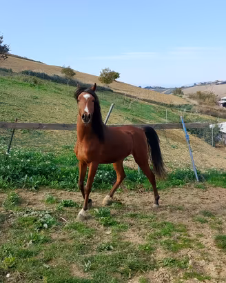 Puledro Arabo