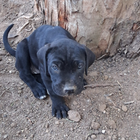 Cuccioli cani corso