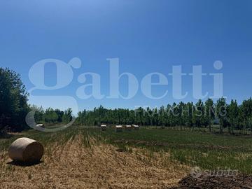 Terreno Agricolo Baia e Latina